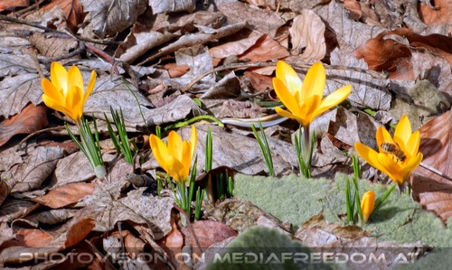 Der Fr�hling spriest