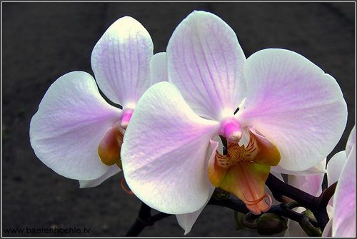 Sch�nes Wochenende: die Orchidee