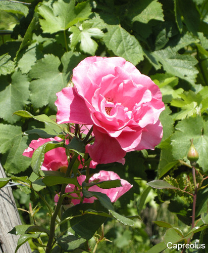 Rosenbl�te: Eine unwiederstehlich duftende Rose