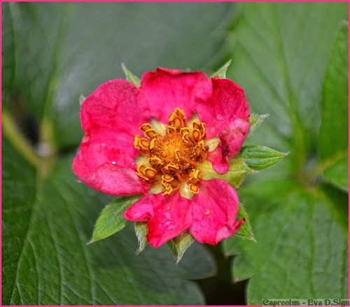 versteckt und entdeckt: Erdbeerbl�te, rosarot