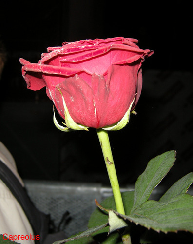 Die Rose aus dem Gemeindebau