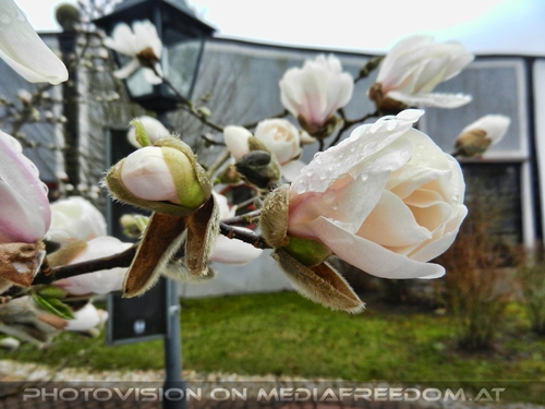 Fr�hlingsgru� Bl�te