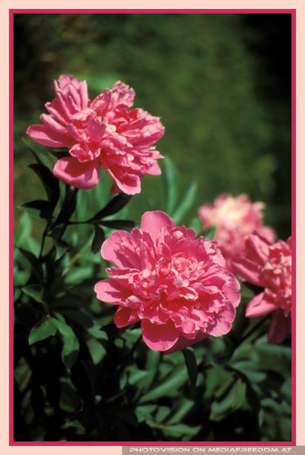 Welkender Fr�hling