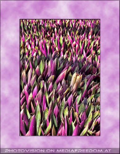 Violettes Meer von Blumen