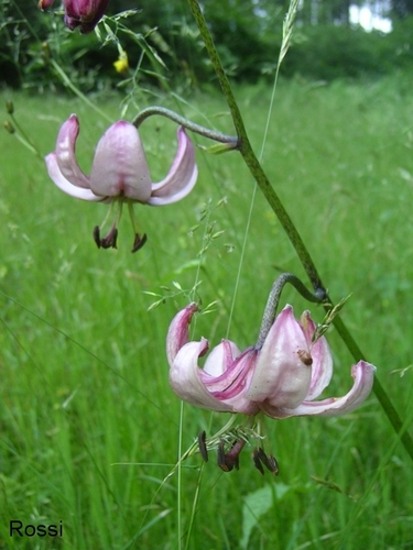 T�rkenbundlilie im Biotop