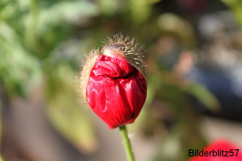 Mohnblume schaut sich um