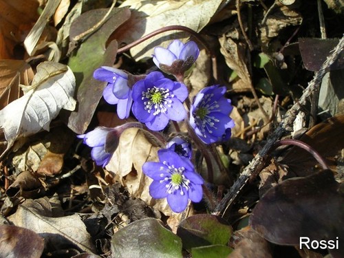 Zartes Fruehlingserwachen: Leberblumen