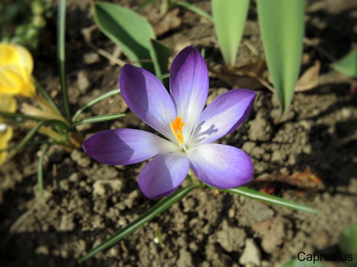 lila Krokus