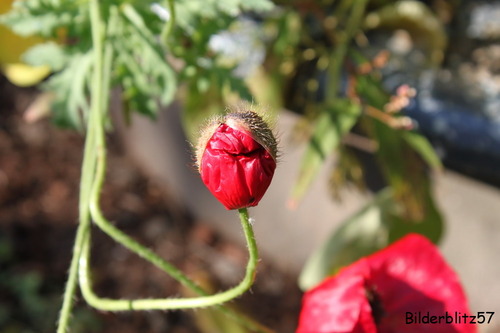 Mohnblume sagt Guten Morgen: Meine Kamera und ich...