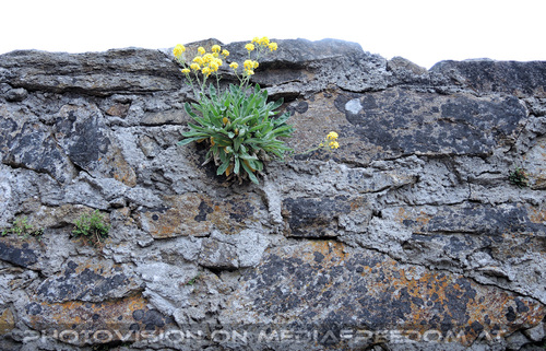 Elfen, Gnome und Druiden 30