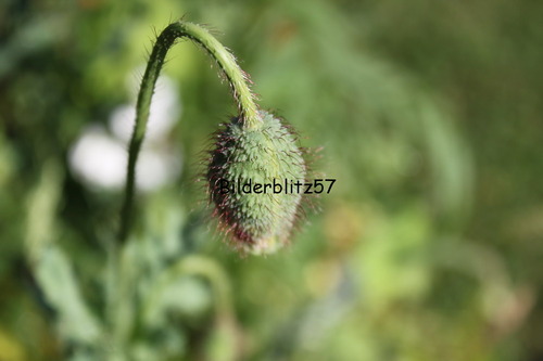 Die Mohnblume bevor sie guten Morgen sagte...