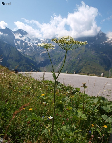 Blumen vor dem Glocknermassiv