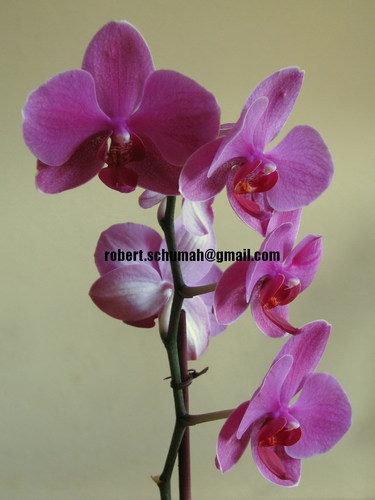 Welche Farbe: Orchidee