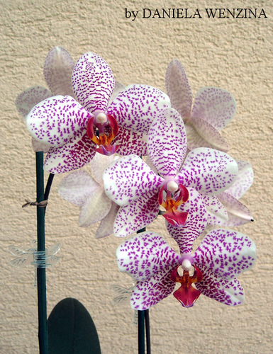 Orchidee