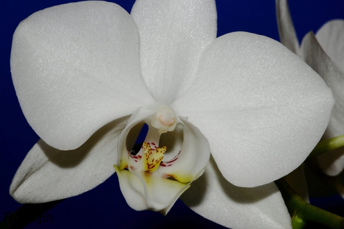 Orchideenbl�te