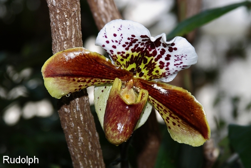 Orchideenbl�te