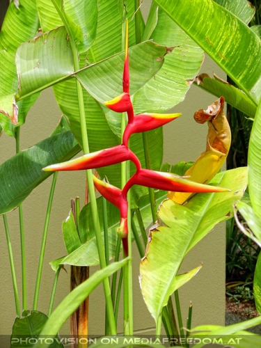 Peace Resort - Pix 13