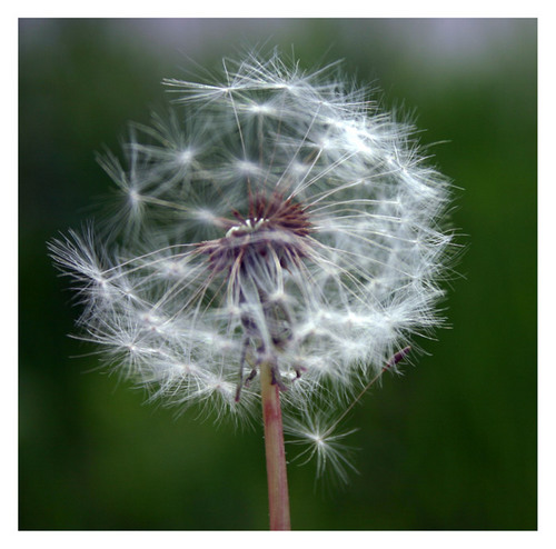 pusteblume