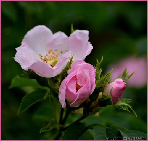 Zart: rosa Buschrosen