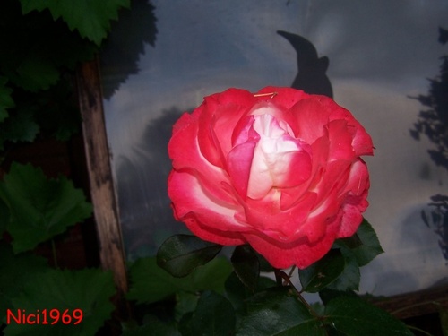 Aufgehende Rose: Rose