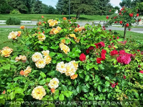 Rosenschau 3