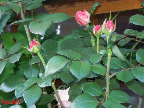 Rote Rosen: Rote Rosen