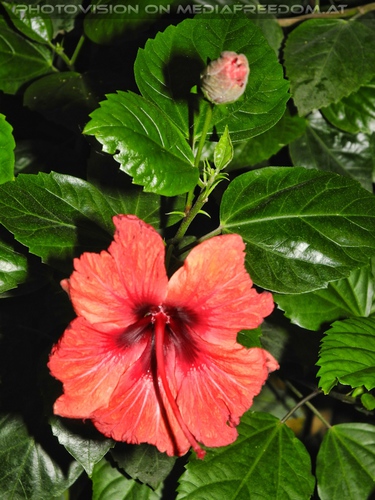 Red Flower