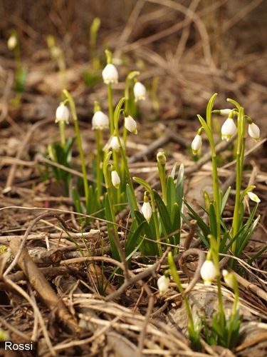 Fr�hlingsgr�sse aus dem Kremstal