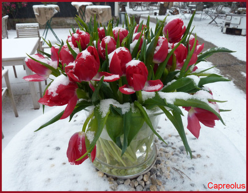 Ein Strau� roter Tulpen