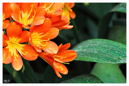 Subtropische Pflanze