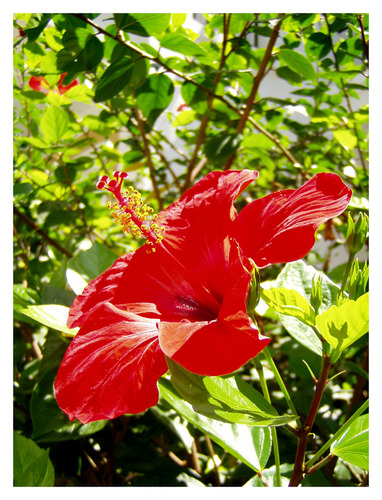 wundersch�ne bl�te