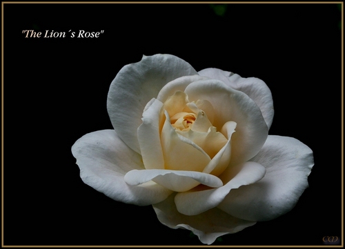 The Lion�s Rose