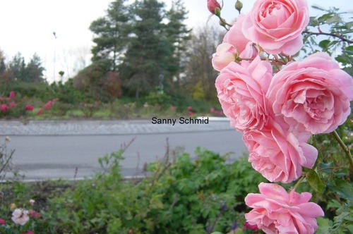 Rose am Strassenrand