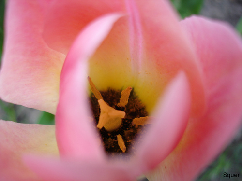 Tulpe: Tulpe