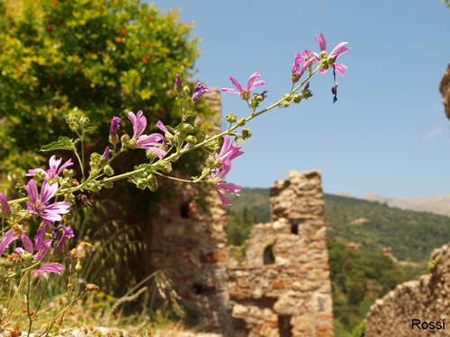 Blumen vor geschichtlichen Hintergrund, Teil 2