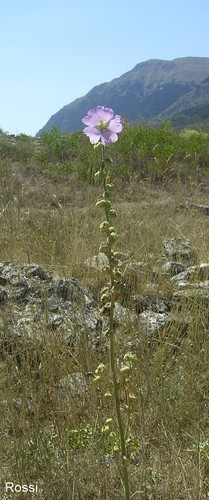 Blume auf historischem Boden