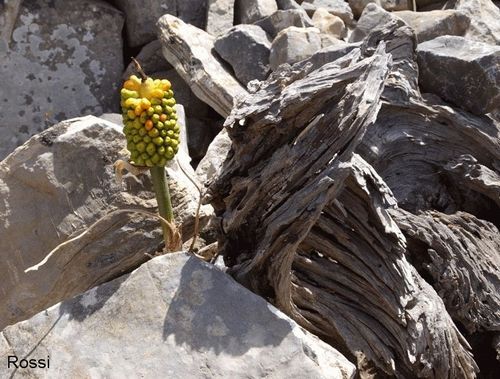 Z�her �berlebenskampf