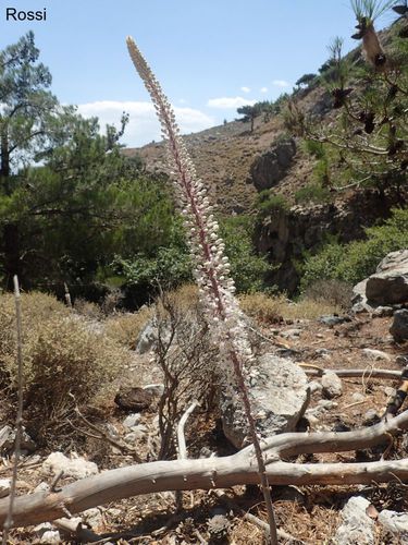 Unbekannte Sch�nheit