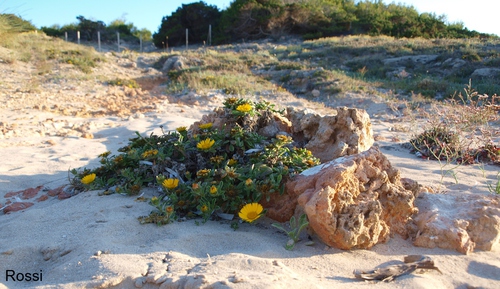 In den D�nen von Cala Millor