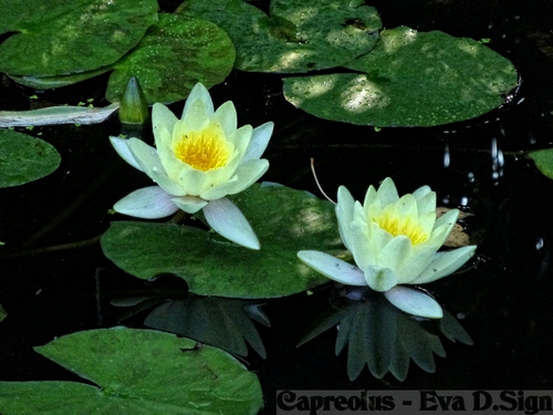 Seerosenpaar: wei�e Seerosen