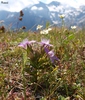 Blumen vor dem Glocknermassiv