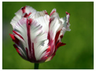 Tulpe