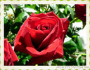 Anniversary Rose