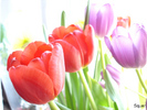 Tulpen