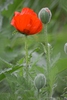 Roter Mohn