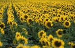 Sonnenblumen