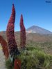 Wildprets Natternkopf, Teide im Hintergrund