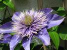 Clematis