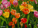 Tulpen