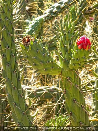 Bl�hender Kaktus